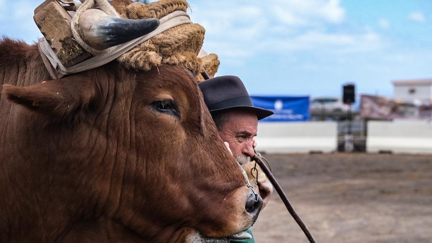 Feria de ganado del Cabildo de Gran Canaria