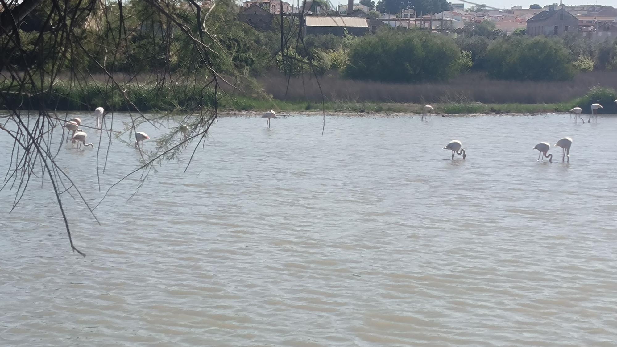 Acto de conmemoración de los 40 años de la Laguna de Fuente de Piedra como Reserva Natural.