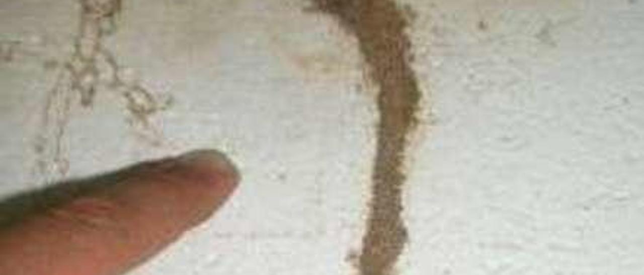 Desperfectos ocasionados por las termitas en viviendas del Casco Vello alto. // FDV
