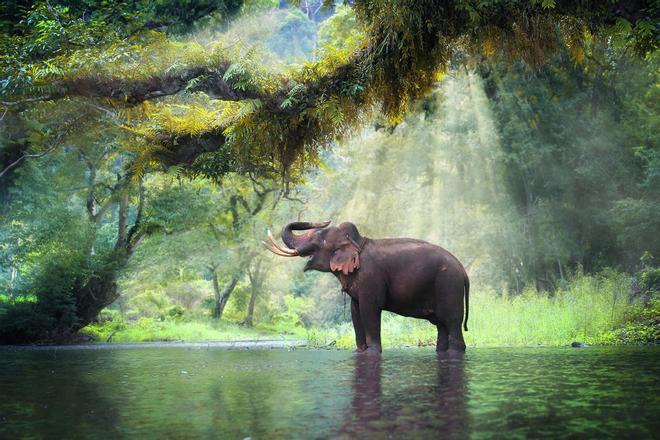 Elefante Tailandia