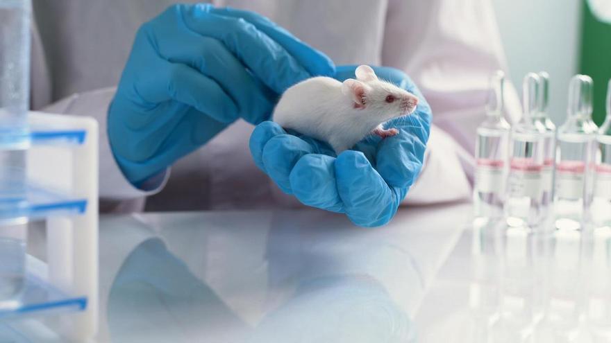 La UMH de Elche invierte medio millón en un sistema de laberintos para estudiar ratones de laboratorio