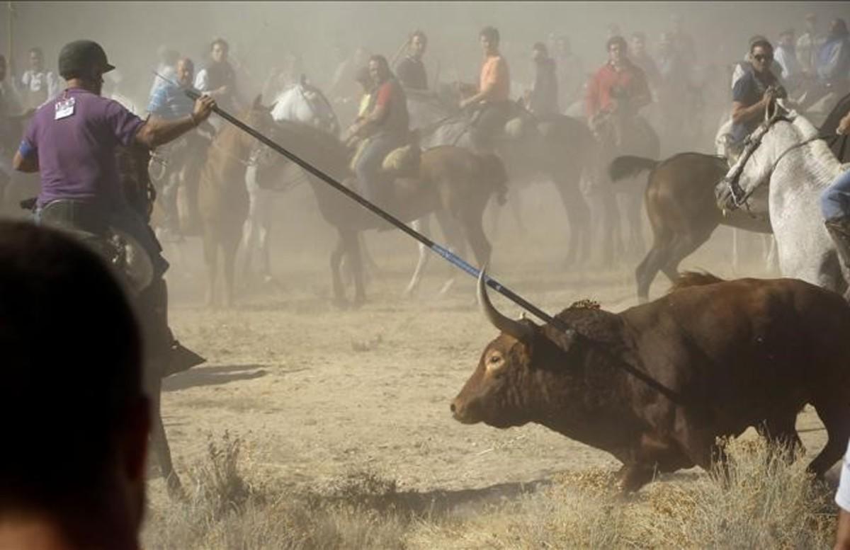 cmarquez23635490 tordesillas madrid  17 09 13  toro de la vega   lanzada al t160909155303