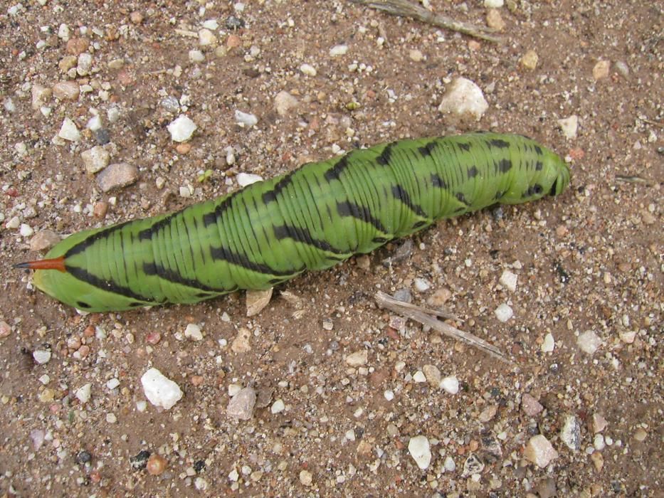 Pinoso identifica 60 especies de mariposas