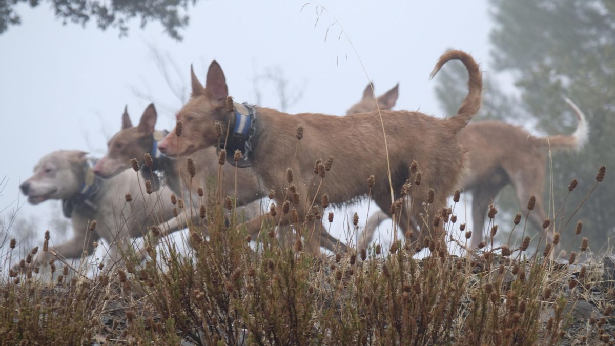 Asaja pide que se excluya de la Ley a los animales auxiliares de la caza.