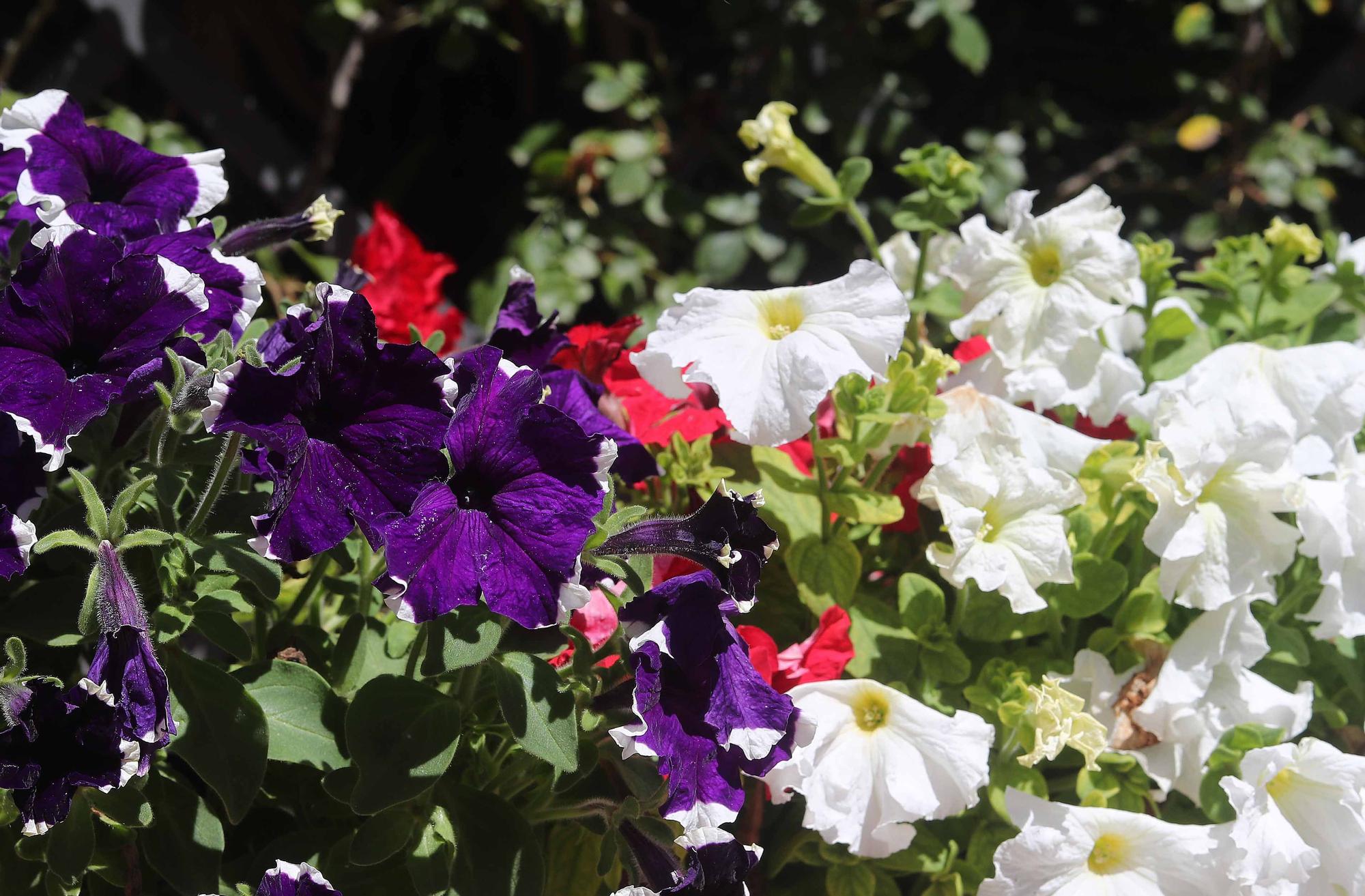 Las flores del Jardín Botánico en primavera