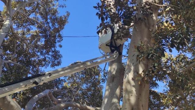 Uno de los especialistas chequea  el estado de un árbol en la Muralla del Mar. | L.O.