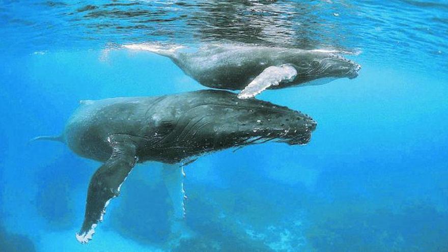 Un exemplar de balena geperuda al costat de la seva cria.  Igor Kruglikov/Shutterstock