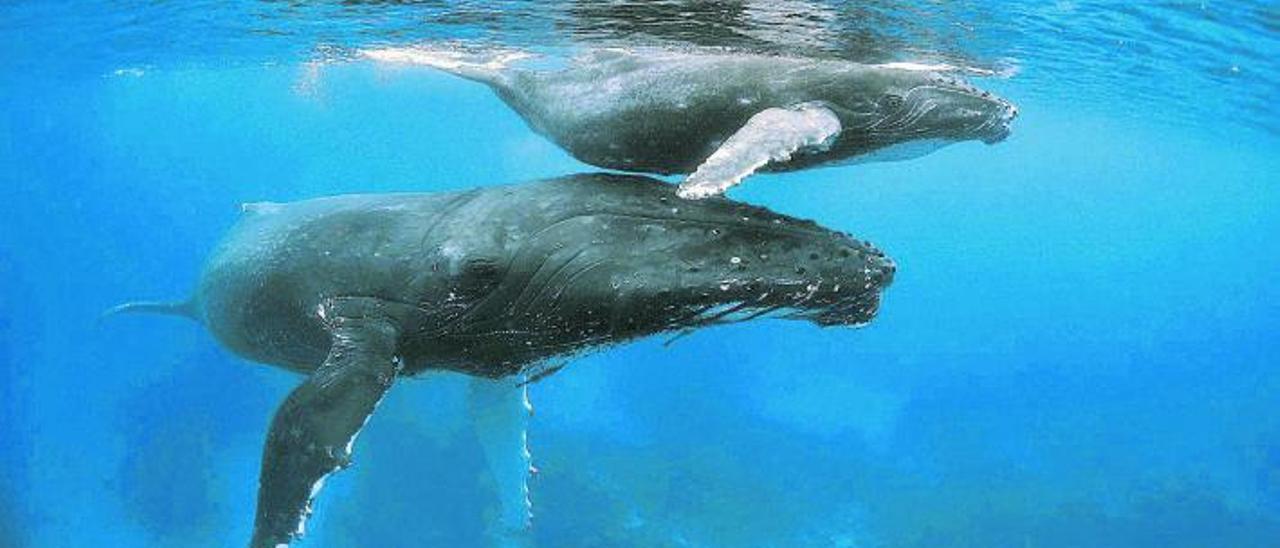Un exemplar de balena
geperuda amb la seva cria.
