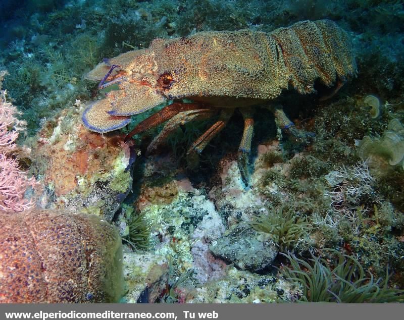 Submarinismo en Castellón