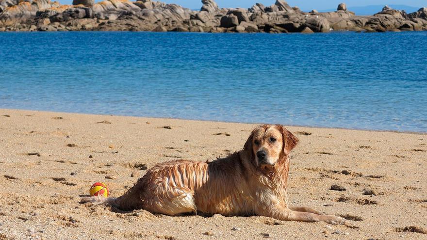 Un perro en la playa de Canelas en O Grove // Muñiz