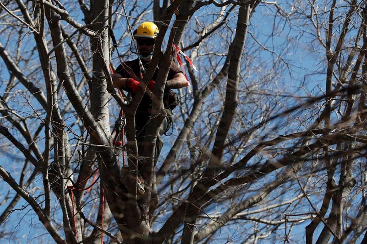 Un operario revisa y poda un árbol