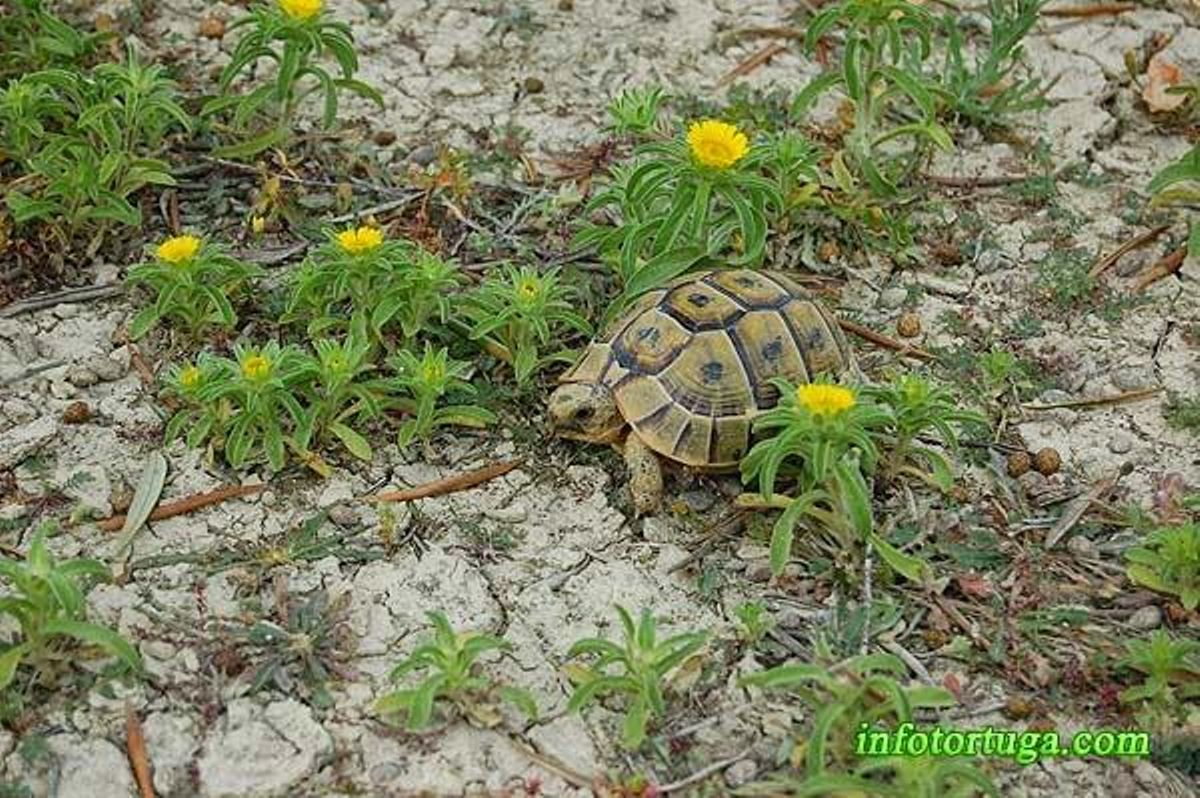 Un ejemplar de tortuga mora en el sureste español