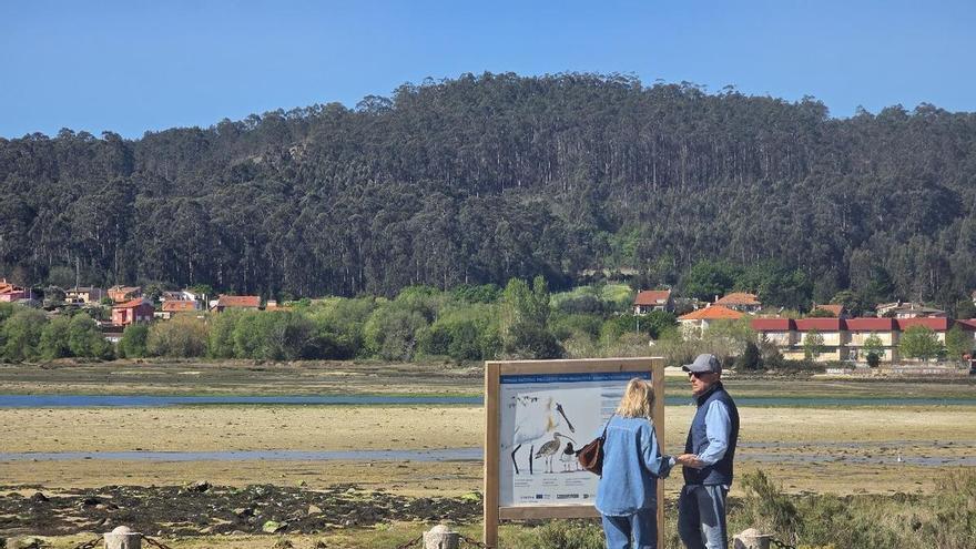 O Grove se convierte en refugio para la nidificación de aves africanas