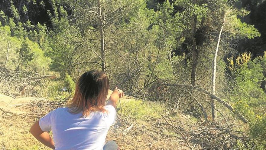 Miles de árboles que tiró el temporal hace un año siguen en el Alto Mijares