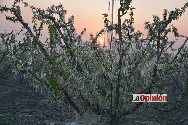 Helada del 17 de febrero de 2016 en Cieza