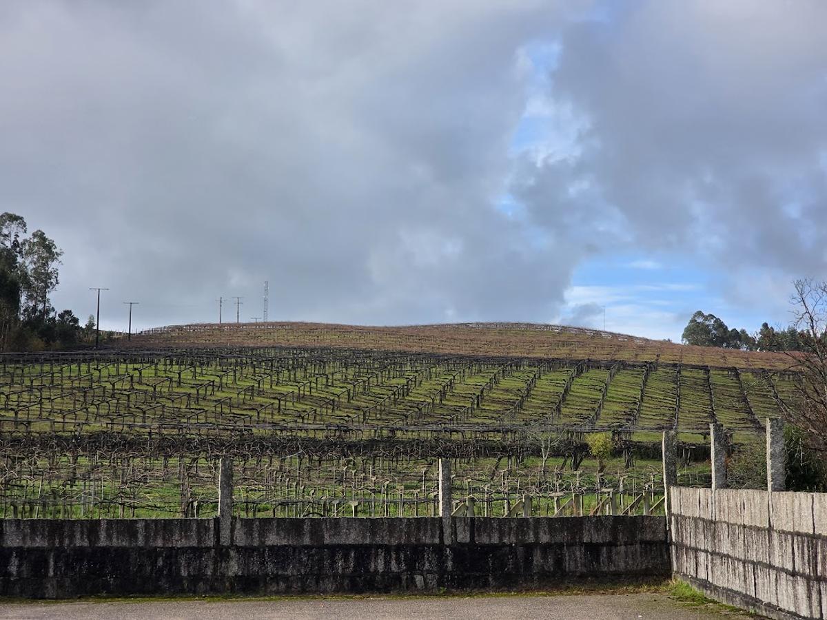 Imagen en la que se aprecia la diferencia entre un viñedo podado y otro que la tiene aún pendiente.