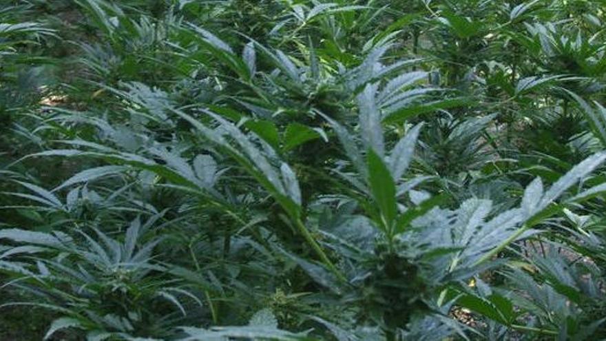 Localitzen tres cultius de marihuana al Baix Empordà amb més de 5.000 plantes