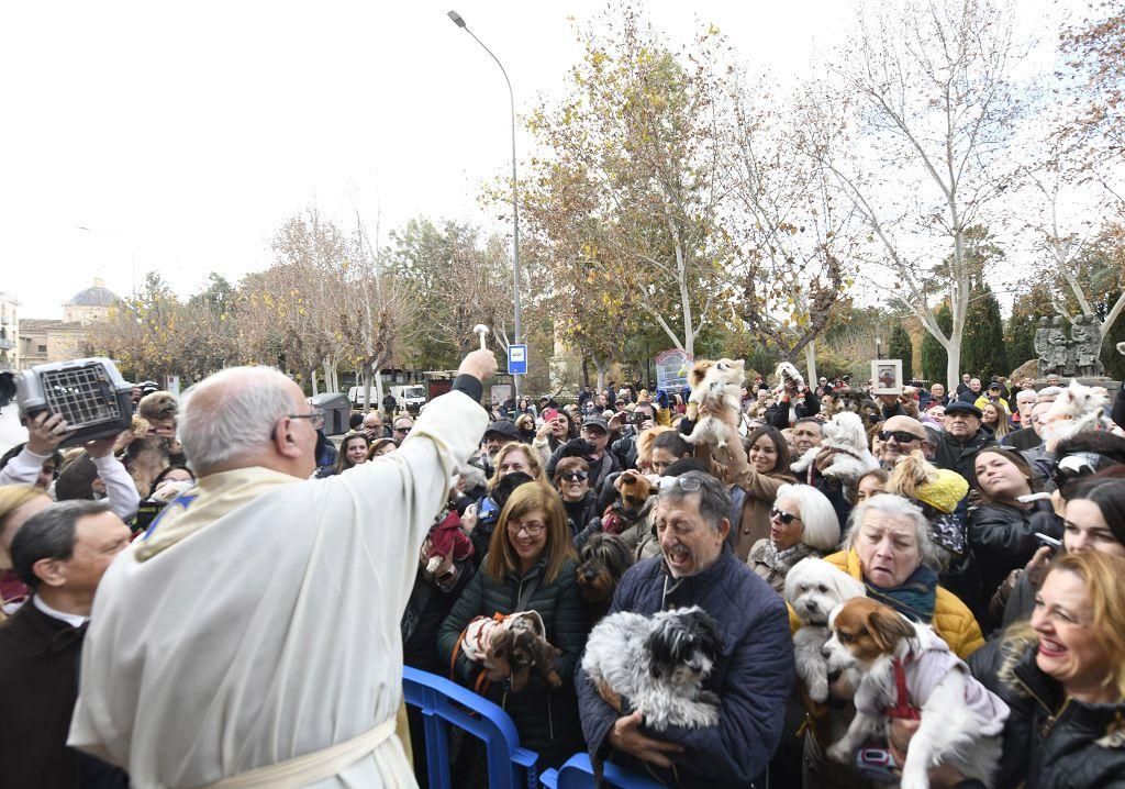 Así ha sido la bendición de animales por San Antón en Murcia