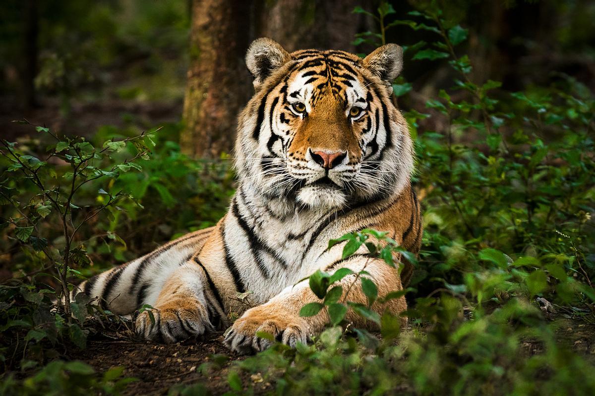 La India alberga más de 4.000 tigres salvajes (aproximadamente el 75% de la población mundial de esta especie). Esta población habita en libertad a lo largo de 58 reservas naturales distribuidas por todo el país.
