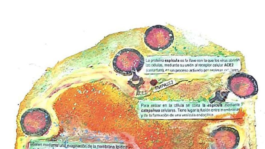 Ciclo replicativo del SARS-CoV-2 (16/5/2020). | 