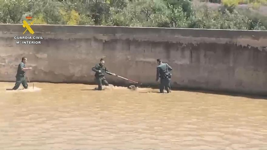 La Guardia Civil rescata a una cabra montés de una balsa de riego de Cártama