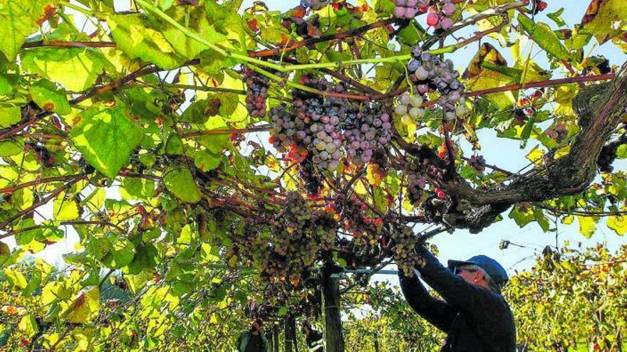 Rías Baixas certifica el récord de la última vendimia con 43,8 millones de kilos de uva
