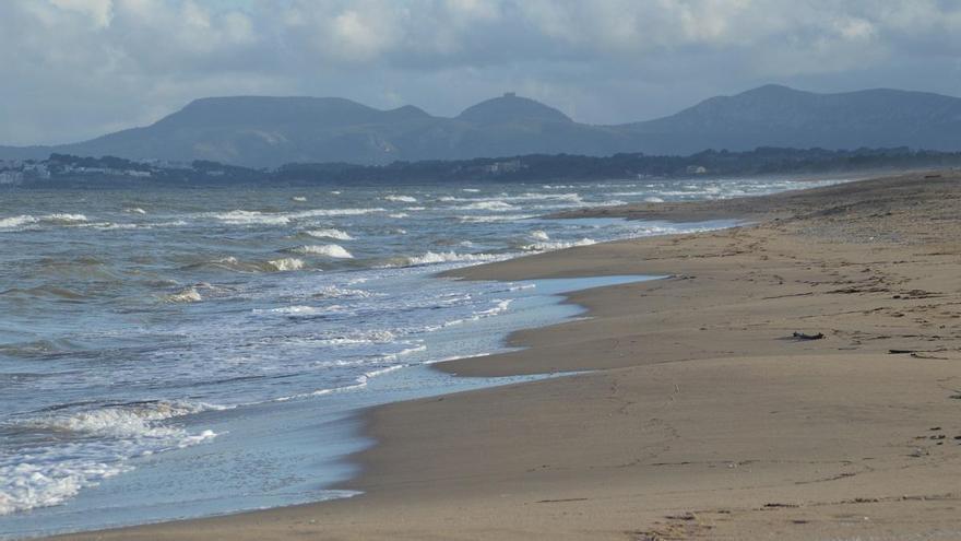 Alerta amb les curculles, ens avisen que el món està canviant mentre elles desapareixen