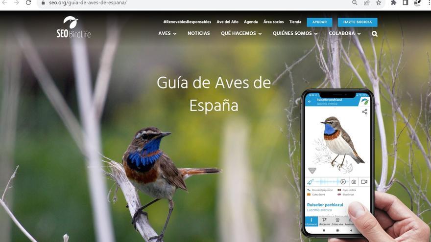 La Guía de Aves de España crece con 88 especies nuevas, algunas por el cambio climático