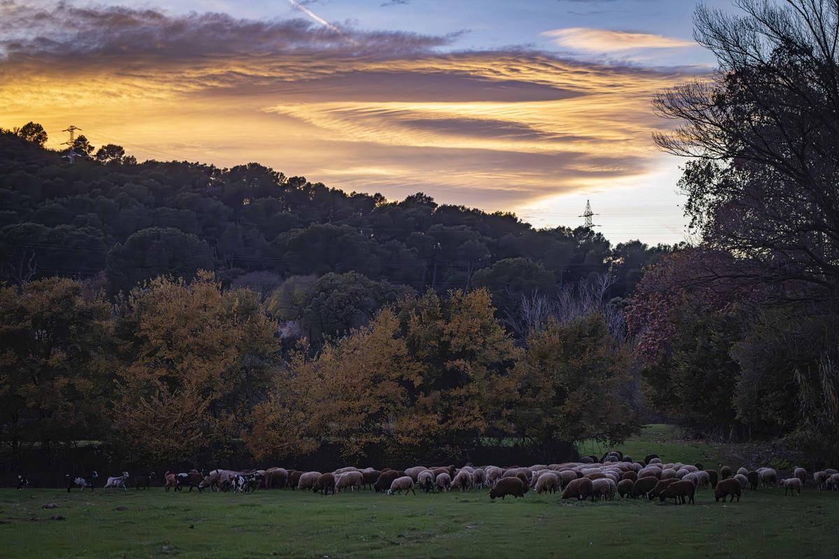 El pastor oficial de Collserola que pastura en áreas de alto riesgo por la peste porcina africana