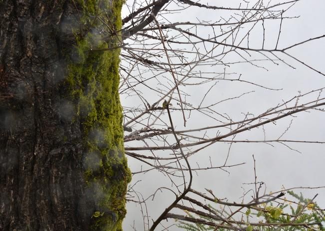 LLUVIA Y FRIO MEDIANIAS Y CUMBRE