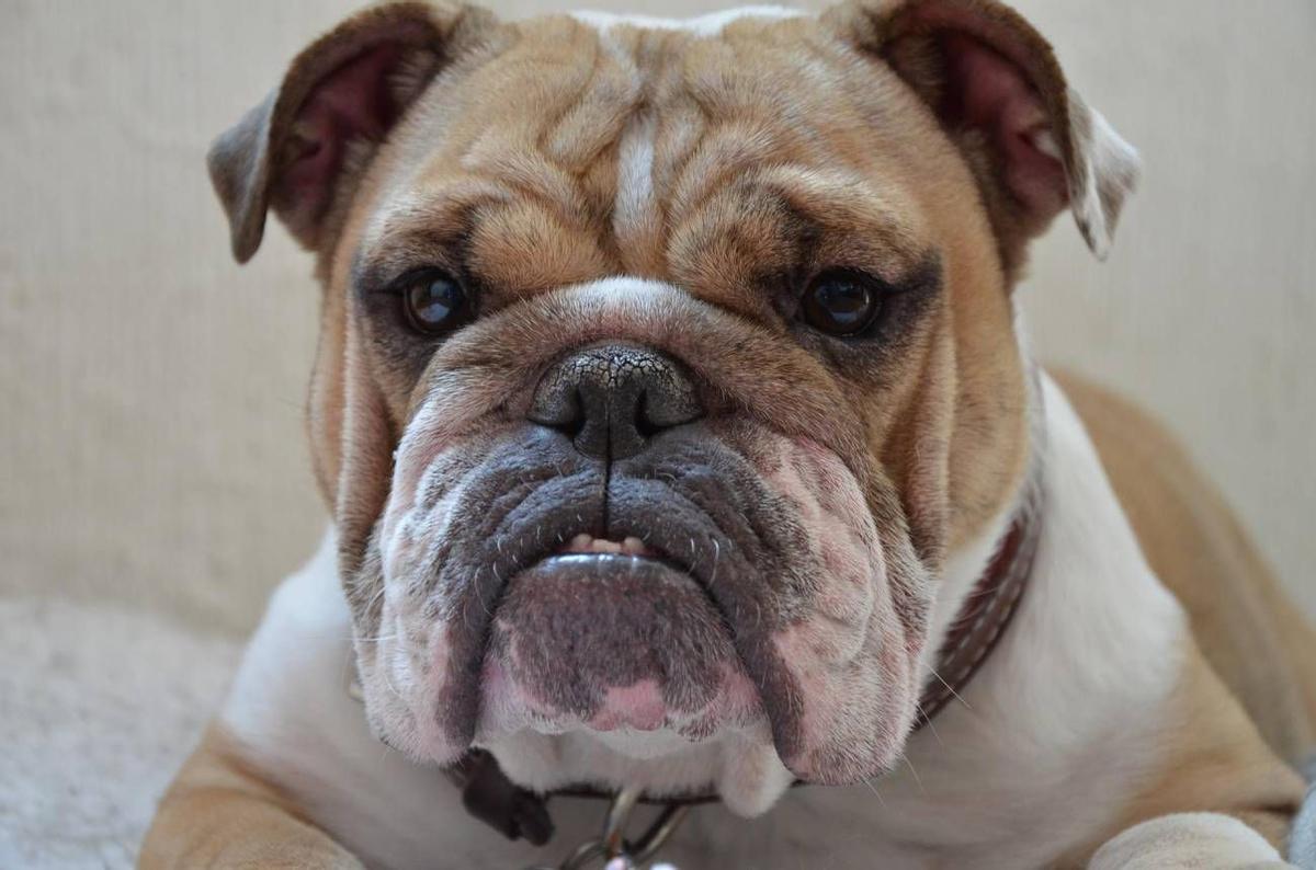 Rostro de un bulldog inglés