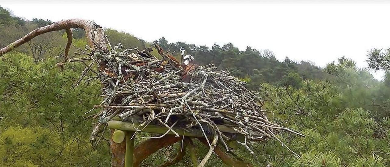 El &quot;Gran Hermano&quot; de &quot;Panchita&quot; en Francia