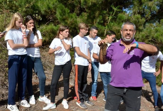 REPOBLACIÓN FORESTAL FONTANALES MOYA