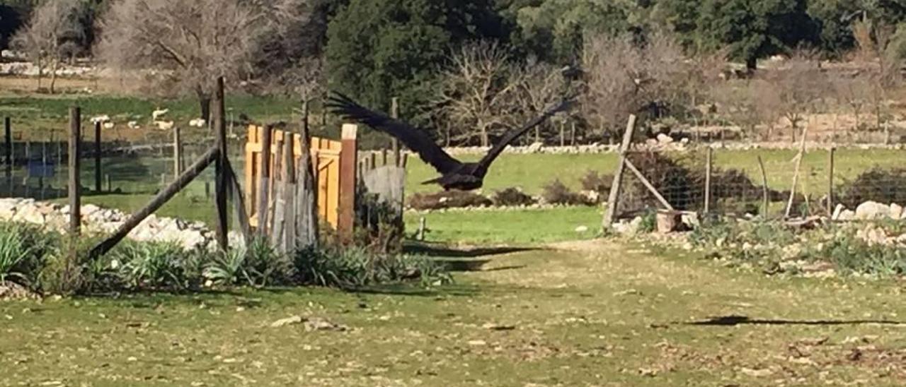 El buitre remonta el vuelo, ayer en Binifaldó.