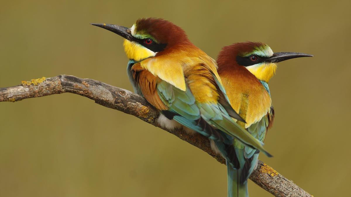 MAPA AVES | Publican en internet el mapa completo de las 11.000 especies de aves del mundo