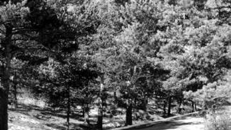 Un jardín entre setas y hongos