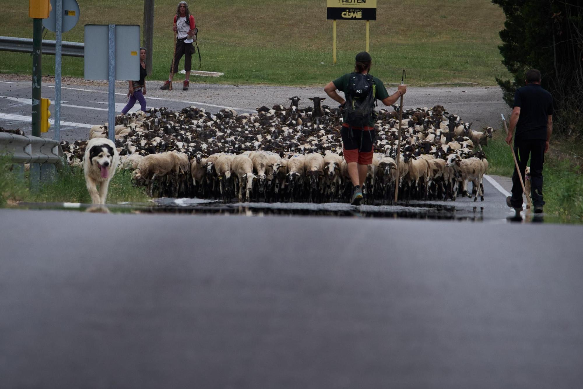 Les fotos de la transhumància del ramat d'ovelles d'Arnau Rubio a Crespià
