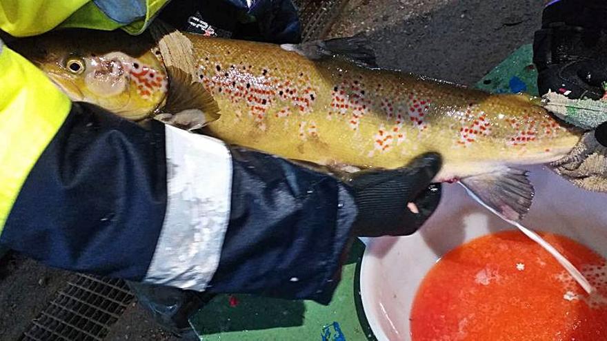 La reproducción en ciclo cerrado del salmón dará 350.000 alevines en Pravia