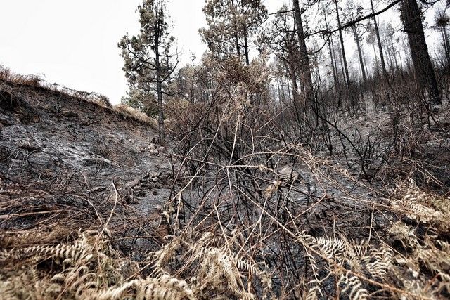 Zonas arrasadas por el incendio en el Norte de Tenerife