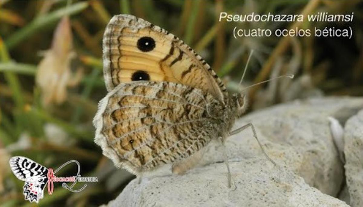 Fotografía de la mariposa Pseudochazara williamsi (cuatro ocelos bética).