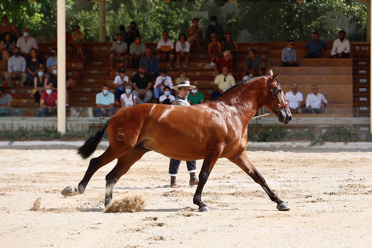 Primera jornada del concurso morfológico en Cabalcor 2021