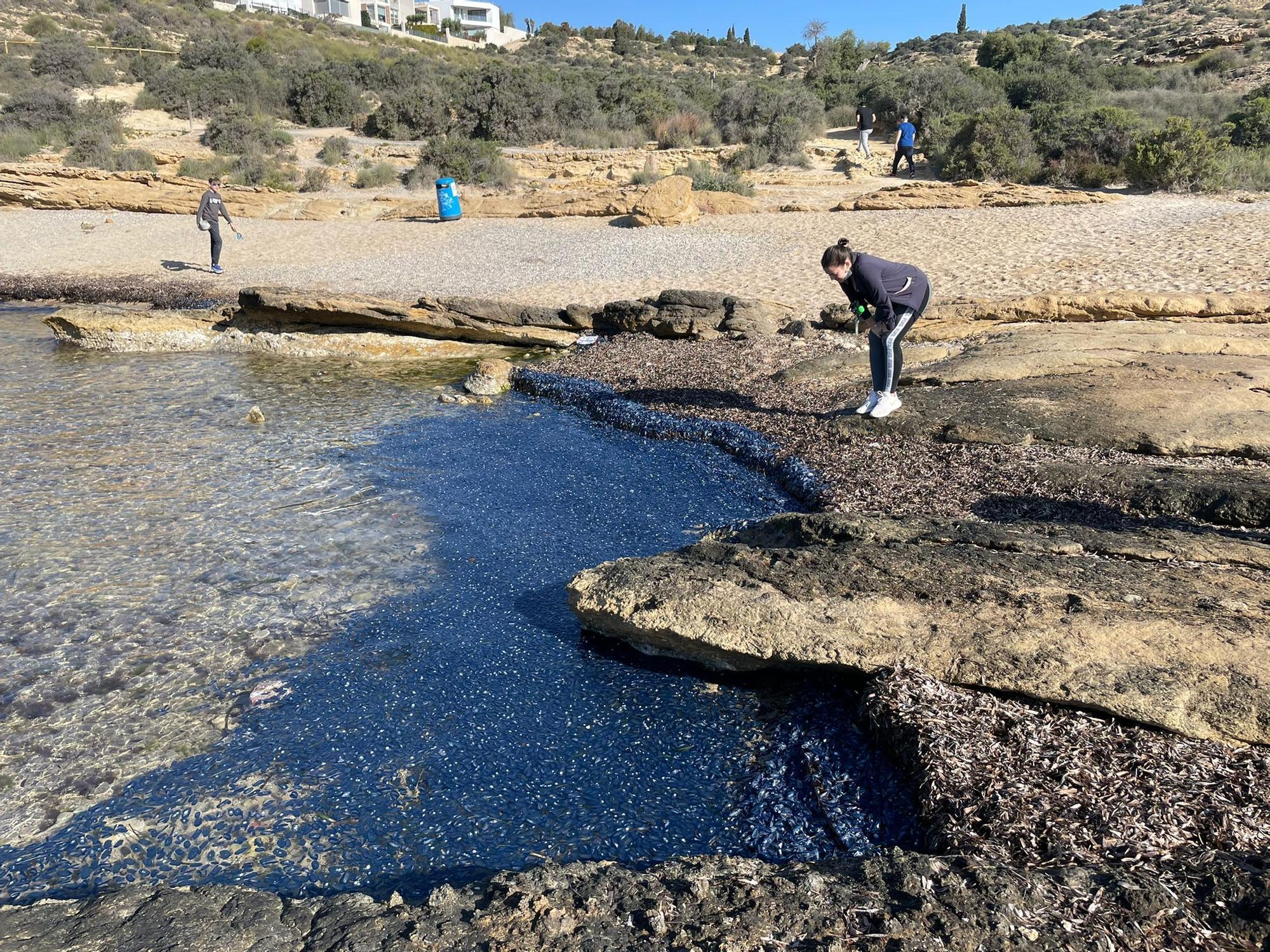 Las medusas velero, también conocidas como "lágrimas del mar" viven mar adentro flotando en la superficie y se reproducen en primavera aprovechando, además, la gran cantidad de plancton que hay en el Mediterráneo.