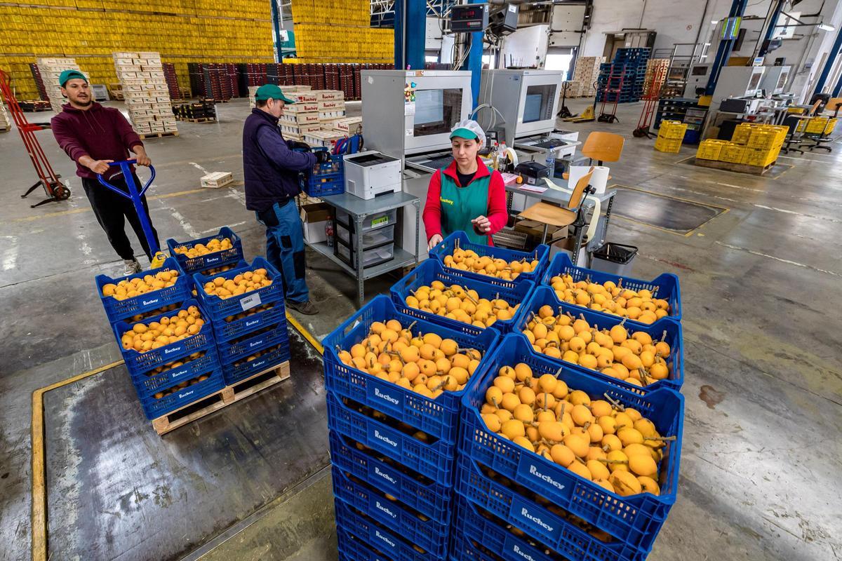 El almacén de la cooperativa de Callosa ya ha empezado a llenarse de cajas de nísperos para distribuir.