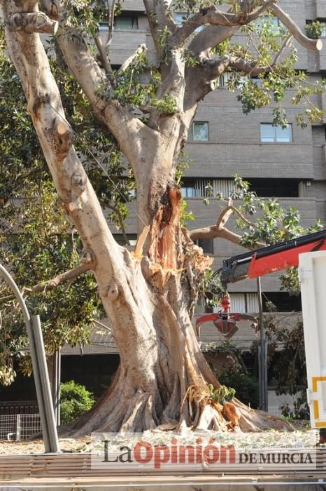 El día después de la caída de la rama del ficus de