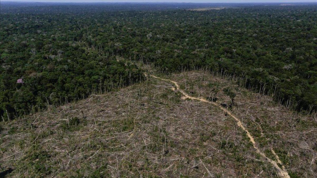 La Amazonía se prepara para su peor año de deforestación