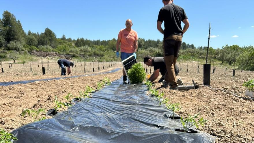 ¿A qué saben los tomates de verdad? Rescatan 8 variedades autóctonas en Castellón