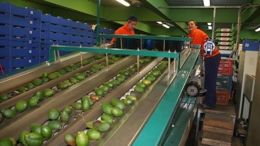 El subtropical cerrará 2016 con una facturación superior a 200 millones en exportaciones.