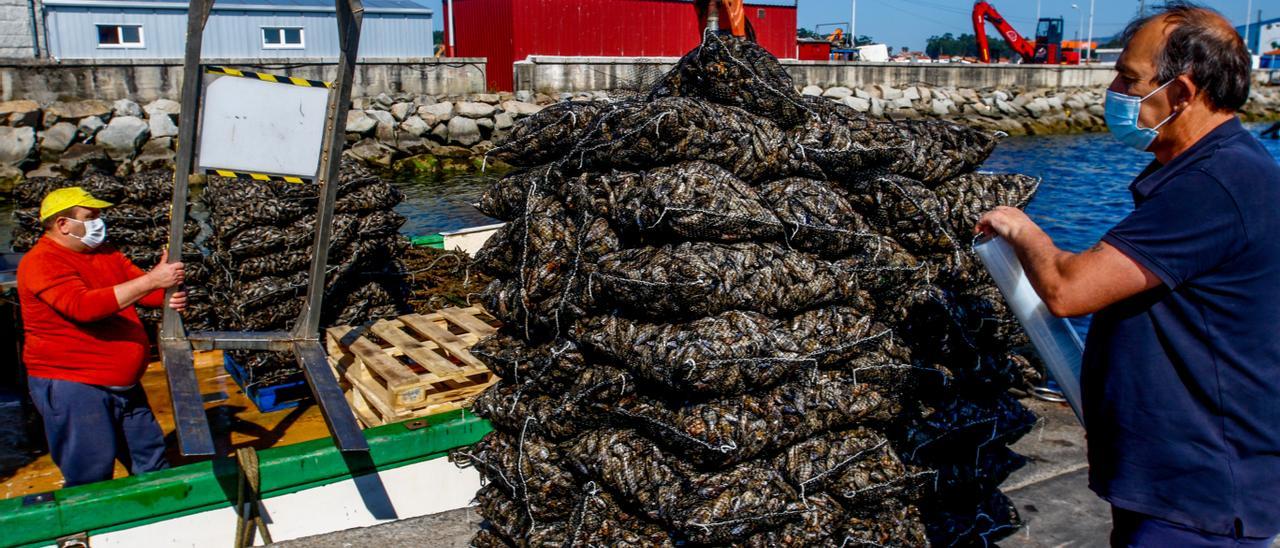 Descargas de mejillón para fresco en el muelle de A Illa.