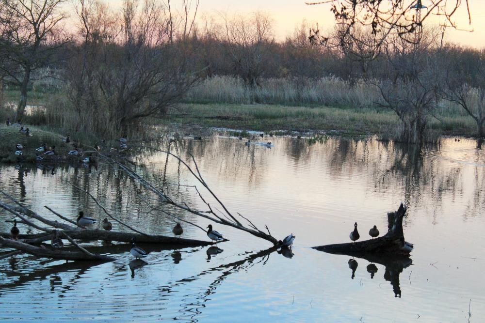 Posta de sol als Aiguamolls de l''Empordà