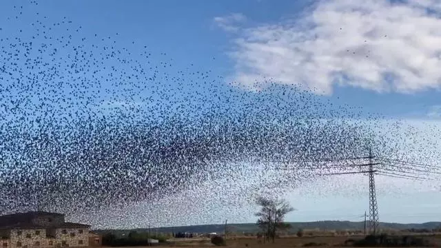 Vídeo | Milers d'estornells a Viladamat